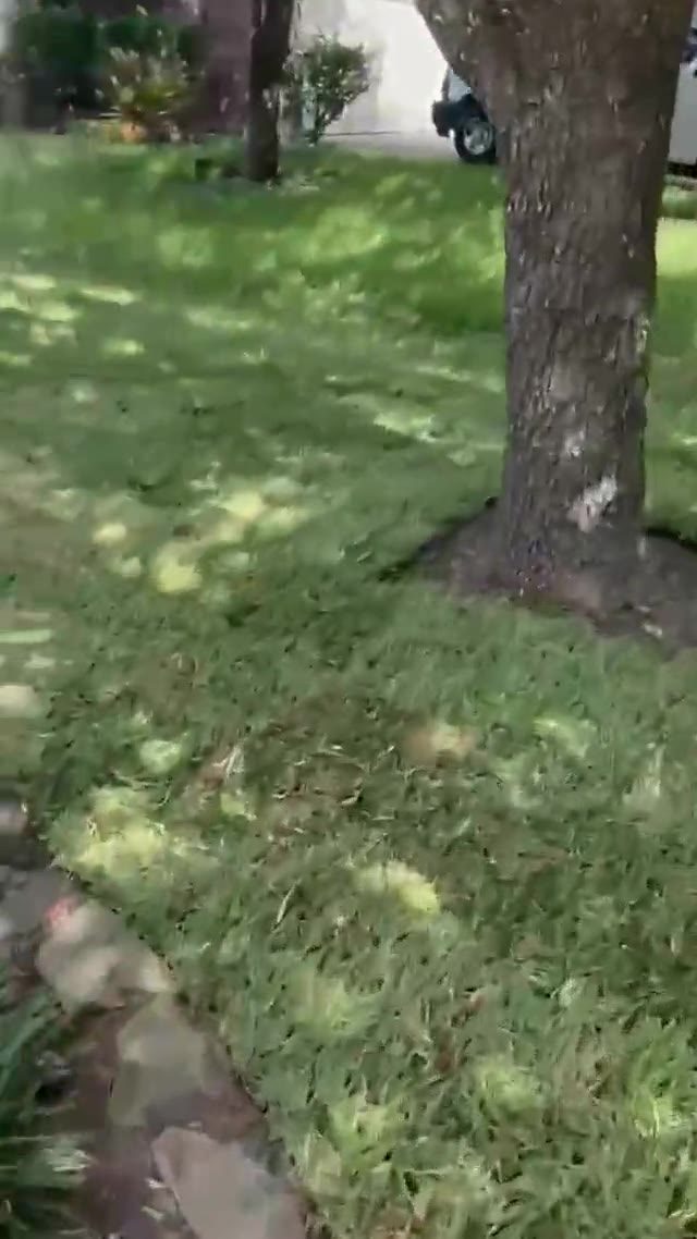 A finished lawn after a Garcia Grass installation